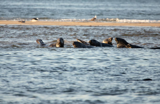 uszczelki układające się na piaskownicy - cape cod national seashore zdjęcia i obrazy z banku zdjęć