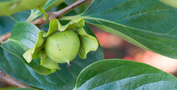 istock unripe persimmon on branch, fruit close-up, garden 1335938571