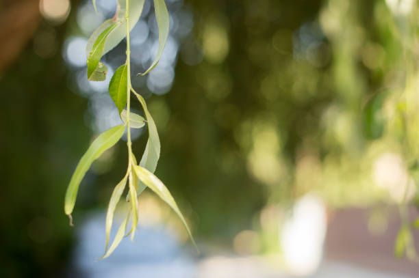 gałęzie wierzby z zielonymi liśćmi na rozmytym tle w świetle słonecznym - willow leaf weeping willow willow tree tree zdjęcia i obrazy z banku zdjęć