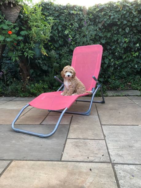 istock Cockapoo Puppy On A Sunlounger 1335939052