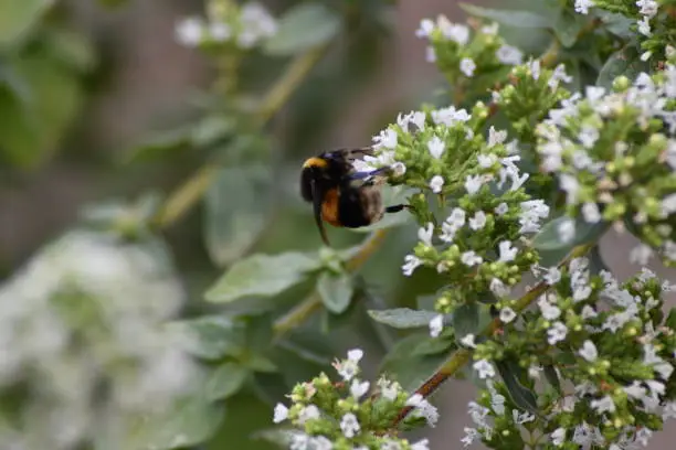 Photo of A side view of a bumble bee collecting pollen