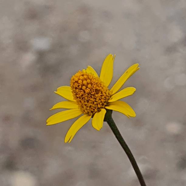 istock Closeup yellow flower 1335940301