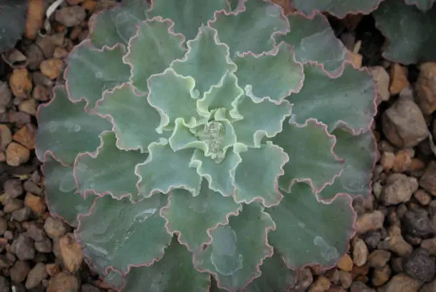 Top down close-up Echeveria, succulent plant with beautiful frill leaves.