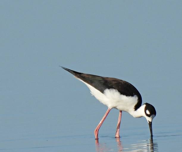 istock Black-necked Stilt (Himantopus mexicanus) foraging in a lake 1335942147