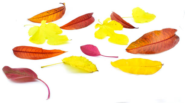 istock Colored autumn leaves isolated on a white background. 1335943813