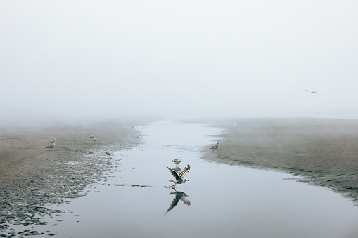 A wet and foggy Washington beach on the Pacific Ocean, gulls foraging in the sand.