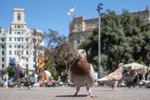 Proudly pigeon in the city