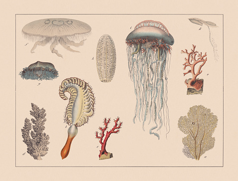 Cnidarians: a) Venus sea fan (Gorgonia flabellum); b) Sea pen (Pennatula grisea); c) Eschara cervicornis; d) Rasp coral (Pocillopora verrucosa); e) Precious coral (Corallium rubrum); f) Jellyfish (Aurelia aurita); g) Sea raft (Velella velella); h) Beroe ovata; i) Portuguese man o' war (Physalia physalis); k) Diphyes dispar. Chromolithograph, published in 1882.