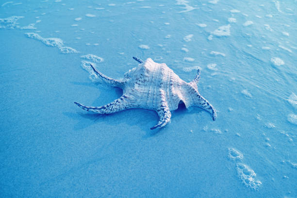Pop Art Style Blue Colored Chiragra Spider Conch Shell Isolated on the Sand Beach with Sea Foam