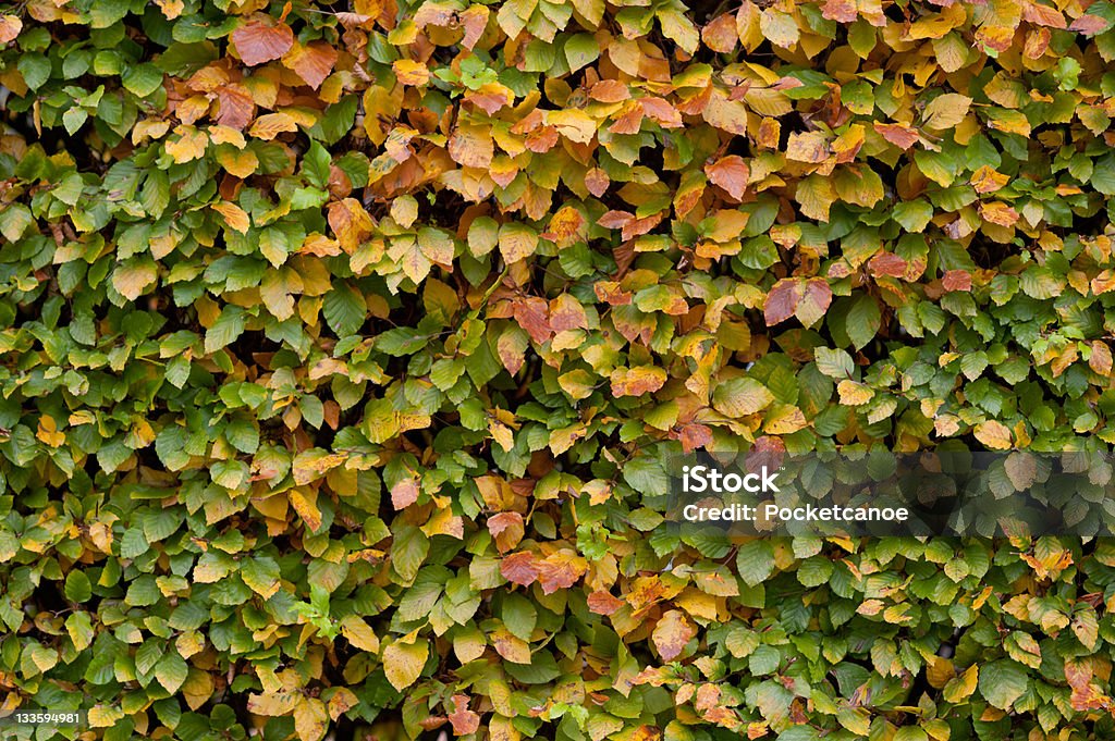 Seto de otoño hojas de fondo (Fall) (cierre - Foto de stock de Amarillo - Color libre de derechos