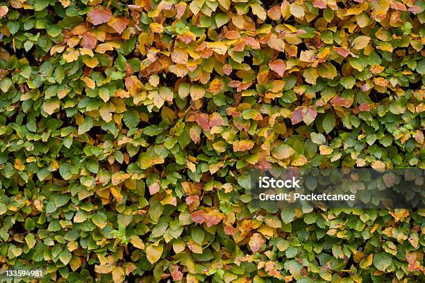 Seto De Otoño Hojas De Fondo Cierre Foto de stock y más banco de imágenes de Amarillo - Color - Amarillo - Color, Colores, Fondos