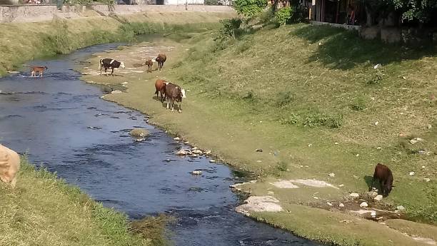 istock Cattle on the river bank 1335952661