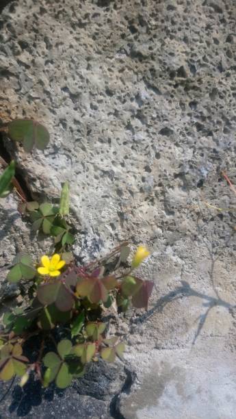 istock Mini yellow flowers on rock 1335952819