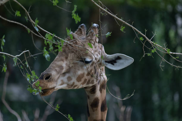 istock Amazing giant giraffe is take a meal in the tree. Wonderful giraffe is walking through the nature 1335952995
