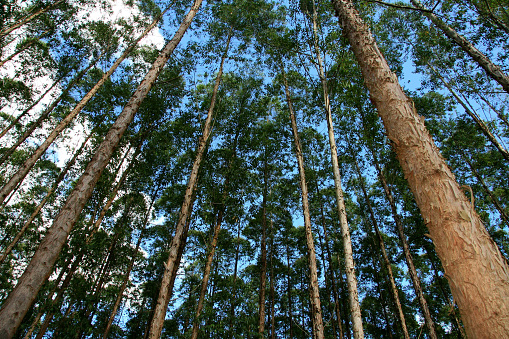 eunapolis, bahia, brazil - february 25, 2009: eucalyptus tree plantation for pulp production in the city of Eunapolis, south of Bahia.