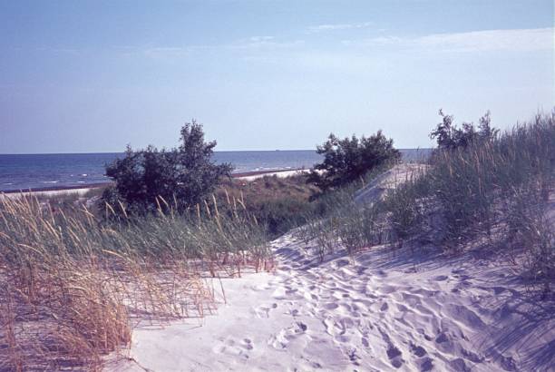 A group of people are on a beach, with a lone plant in the foreground. Scene is peaceful and relaxing, as the people are enjoying their time by the water