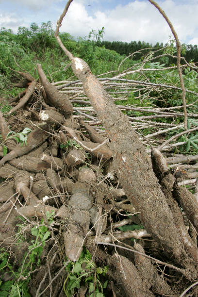 istock cassava root harvest in southern bahia 1335955205