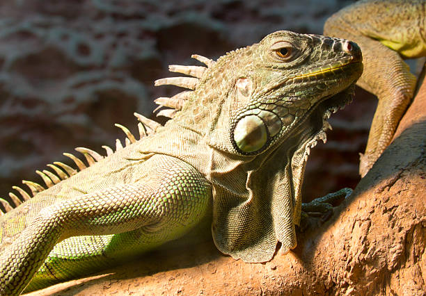 istock green iguana on a tree branch at the zoo 133595974