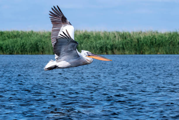 istock Grey-headed pelican (Pelecanus crispus) flies over the Danube, Romania, 1335961279