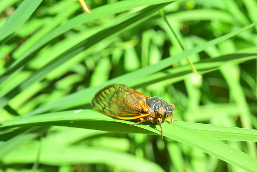 A Brood X cicada clings to a lily leaf.