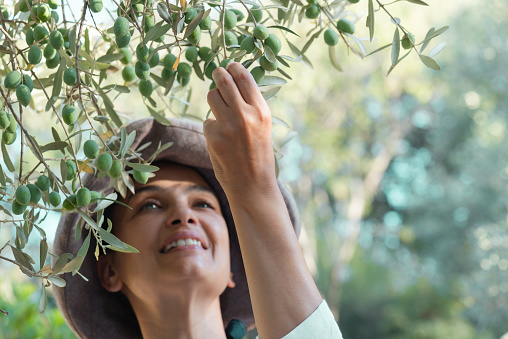 Happy caucasian female wearing an apron is standing in an olive tree field examining olives on tree.