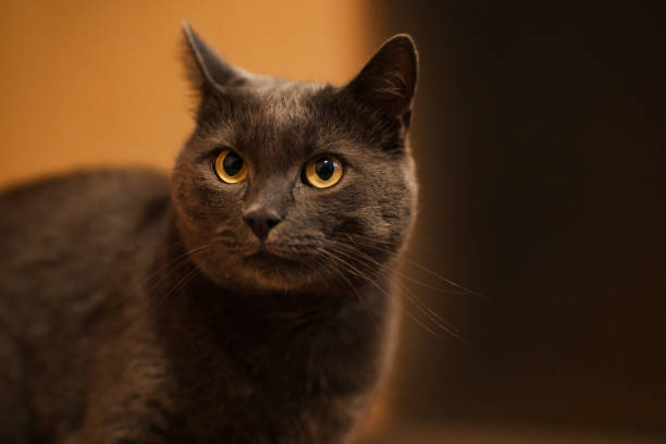 istock Beautiful and cute Russian blue cat 1335962324