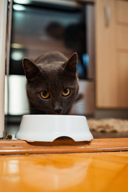 istock Russian blue cat enjoying the food time 1335962325