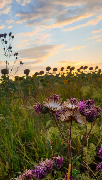 istock Pink wildflowers at sunset 1335963966