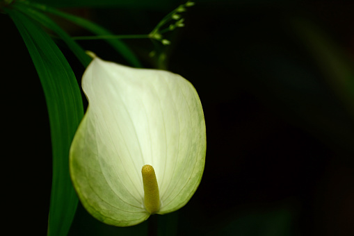 white single anthurium in serene environment with feelings or sadness and mourning.