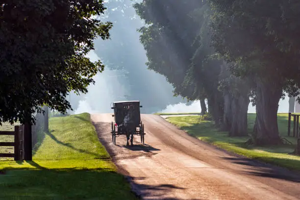 Amish buggy on rural road in sunbeam.