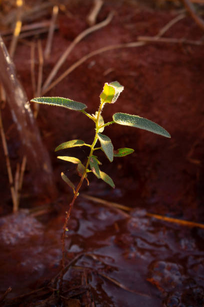 Young eucalyptus freshly planted.