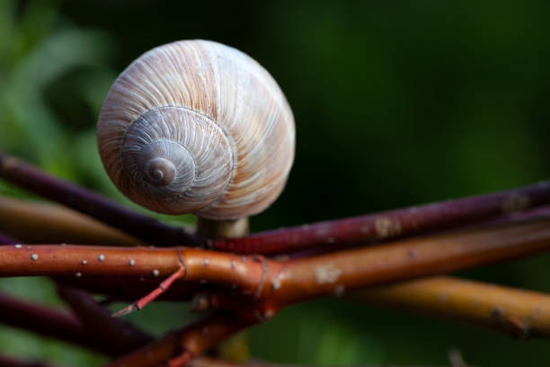 Snail shell on a branch for decoration in the garden
