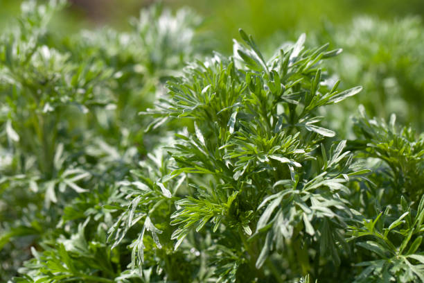 Wormwood healing plant (Artemisia absinthium) in the garden stock photo