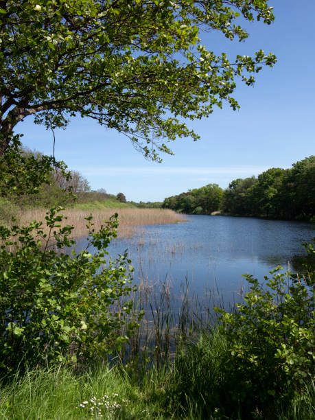 istock Rural landscape with lake and reed 1335965837