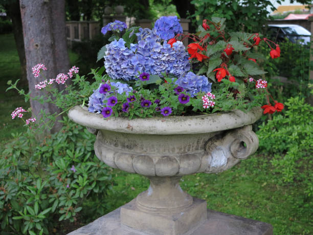 pot de fleurs en pierre décoré antique avec hortensia et pétunia - hydrangea gardening blue ornamental garden photos et images de collection