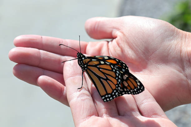 istock Closeup of a monarch butterfly crawling on a human hand 1335967182