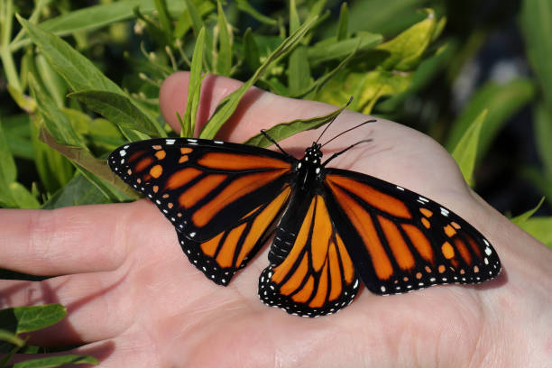 istock Closeup of a monarch butterfly crawling on a human hand 1335967190