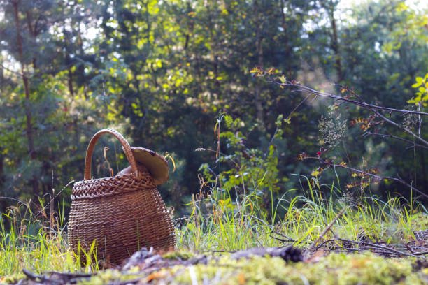 istock basket for mushroom in forest 1335968434