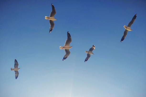 istock Seagull birds flying in the clear blue sky 1335968758