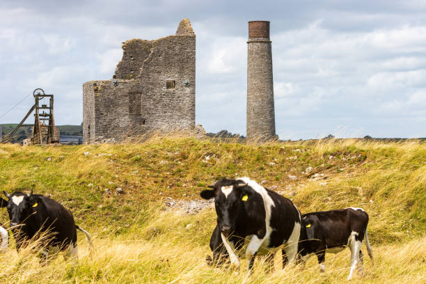 Holstein Cattle at Magpie Mine in Peak District National Park, England