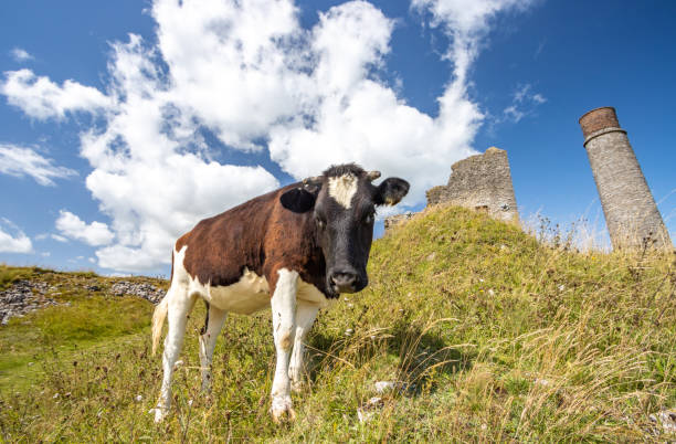 istock Holstein Heifer at Magpie Mine in Peak District National Park, England 1335970118