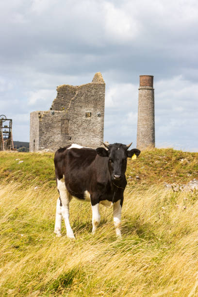 istock Holstein Heifer at Magpie Mine in Peak District National Park, England 1335970119