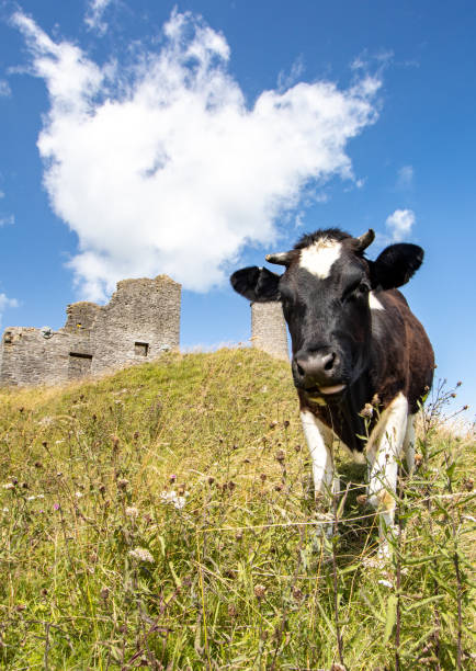 istock Holstein Heifer at Magpie Mine in Peak District National Park, England 1335970121