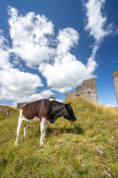 istock Holstein Heifer at Magpie Mine in Peak District National Park, England 1335970150