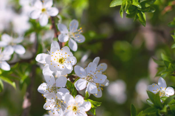 Cherry blossoms stock photo