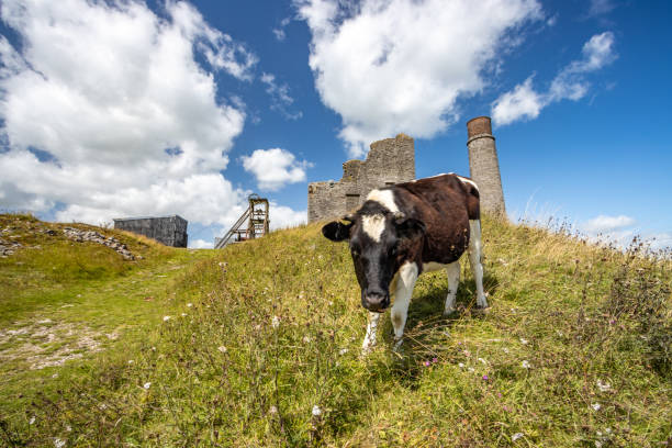 istock Holstein Heifer at Magpie Mine in Peak District National Park, England 1335970677
