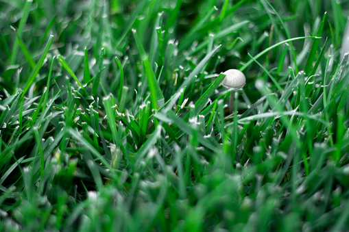 Little White Mushroom In The Grass, Close-up