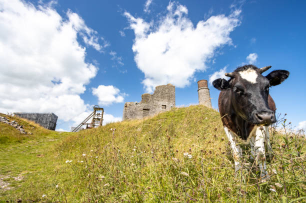 istock Holstein Heifer at Magpie Mine in Peak District National Park, England 1335971258