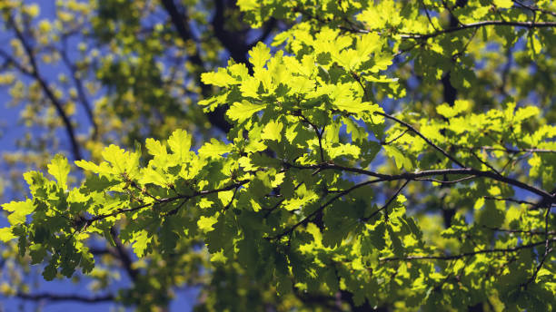 Young oak leaves. Background. Texture. stock photo