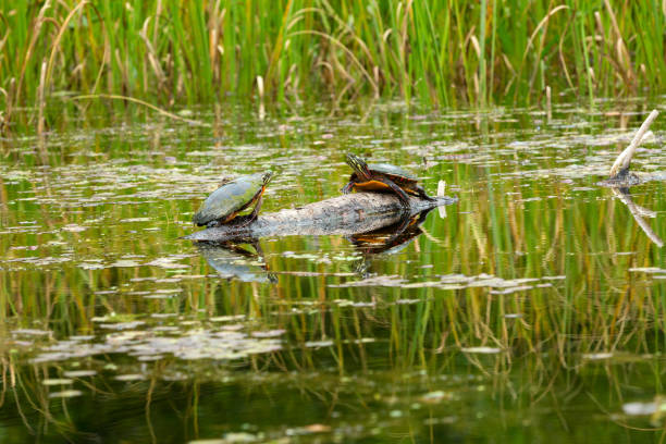 istock Painted turtles on a log in the Swift River, Massachusetts. 1335972646